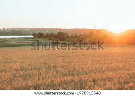 view of sunset above wheat field. copy space
