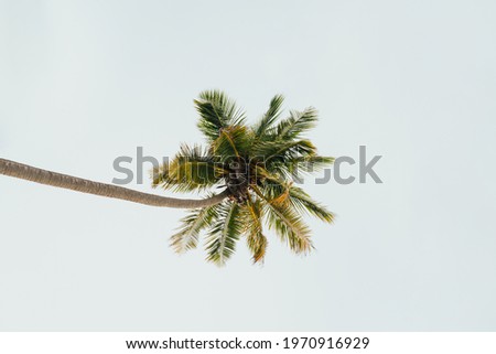 Palm tree seen from below, vacations on the beaches of the maldives in the middle of the indian ocean