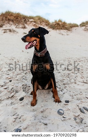 Doberman Dog on the sandy beach at summer in denmark, white sand, portrait, hvide sande