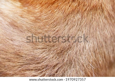 Dog fur  texture light brown patterns natural line background