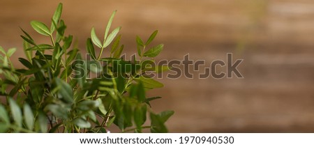 Root background with a branch with green leaves. Front view, copy space for text. banner