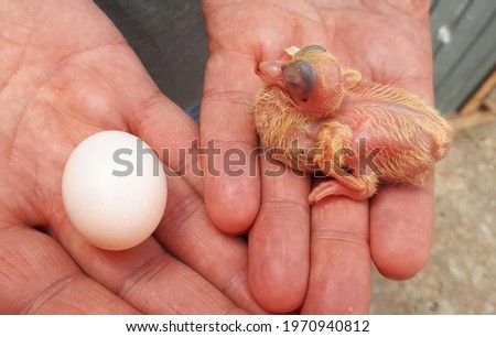 Pigeon chick on the palms of a man. A hatched pigeon chick and a pigeon egg. Breeding and raising domestic pigeons.