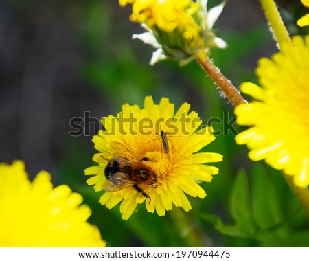 A bumblebee and a mosquito on a blooming dandelion drink nectar. Summer, daylight. Close-up, negative space on the left. Beautiful picture of wild nature.