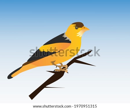 Sparrow, Canary, Bird, Yellow Canary Vector Graphics Design Template