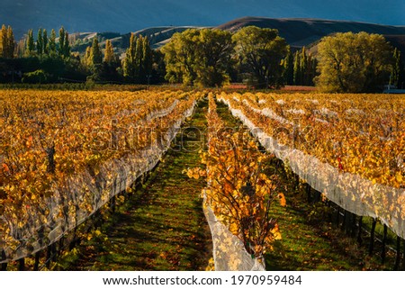 Autumn landscape view of golden vineyard rows with rolling hills in the background, Otago region, South Island