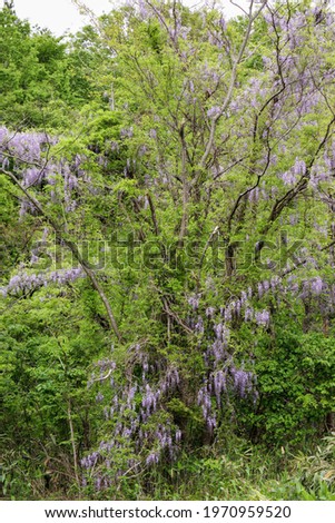 Beautiful wisteria flowers in a Japanese botanical garden