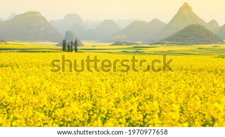 Scenery yellow mustard flowers fields in full bloom in springtime. Blooming mustard flowers fields in the morning mist. Mountains range blurred in the background. Rural scene in South China. Royalty-Free Stock Photo #1970977658