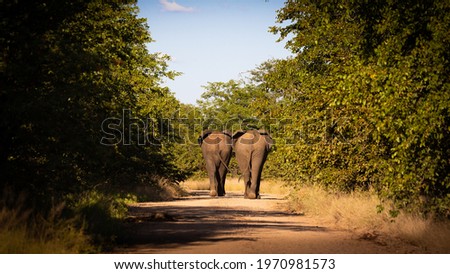 Two african elephant bulls walking away in the road