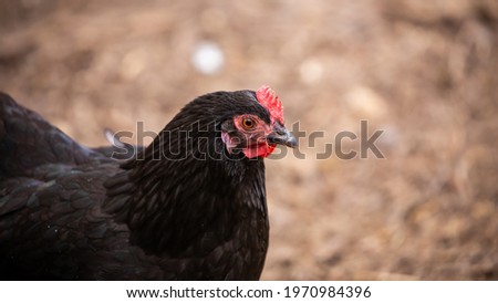 A black hen is walking around a rural farm. Close-up of the neck and head. Ecological poultry farming. Picture taken on a cloudy day, soft light.