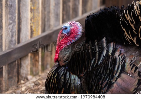 A close-up of the red and blue head of a black male turkey in a farmyard. Ecological poultry farming. Picture taken on a cloudy day, soft light.