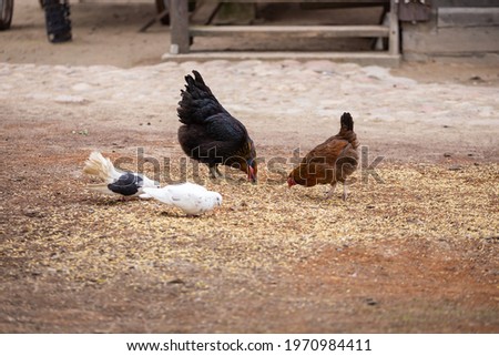 A group of chickens and pigeons dig into the ground in search of food in a farmyard. Ecological poultry farming. Picture taken on a cloudy day, soft light.