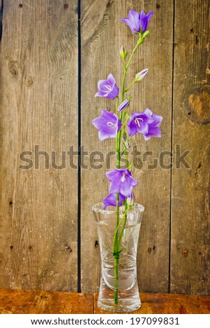 beautiful purple flowers bells