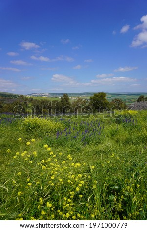 Lupines Bloom in the Pastoral Countryside, Israel