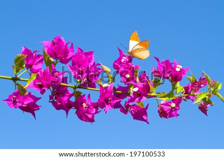 Picture of butterfly feeding from red flowers.