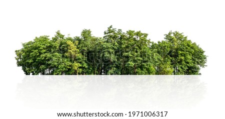 tree line isolate on white background Royalty-Free Stock Photo #1971006317