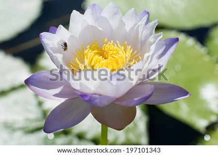 A blue lotus with a bee