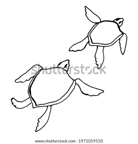 Two little turtles black outlines vector EPS