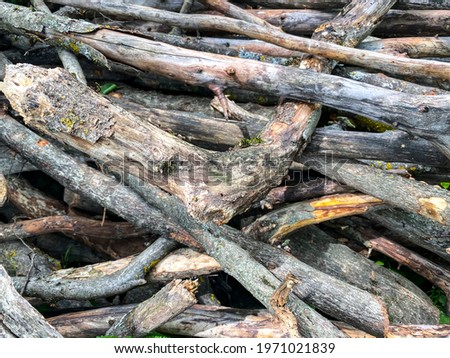 closeup nature view of tree bark background
