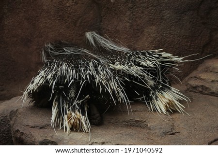 


A pair of Porcupines resting with their heads against the rocks and quills out for protection. 