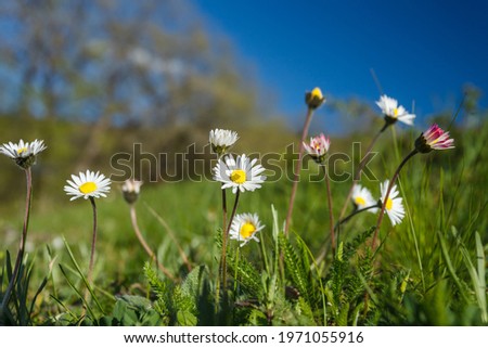 Chamomile flowers in a field close-up, bokeh effect, blue sky.