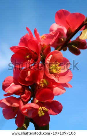 Red Japanese quince flowers with  delicate petals and yellow stamens, Maule's quince branch, red spring flowers with blue sky background, beauty in nature, macro photo