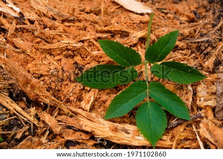 Fresh young ground elder leaves on a red rotten wood background. Copy space.