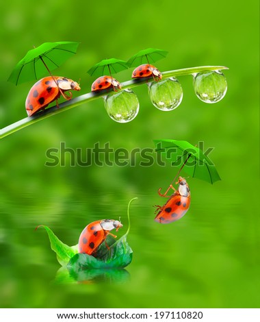 Funny picture from nature. Little ladybugs with umbrella jumping down.