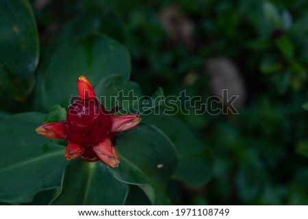 Top view of Red ginger flower on the tree. And dark tones of green leaves for the background image. 
