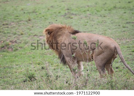 pictures of animal safari in africa's masai mara 