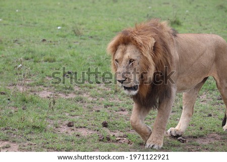 pictures of animal safari in africa's masai mara 