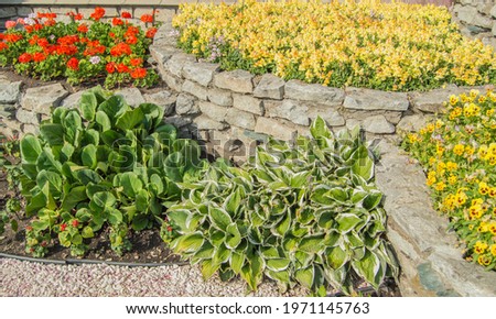 Yellow mattiola and pansies, hosta, red geraniums in a flower bed, in an open garden with grass on a sunny summer day.