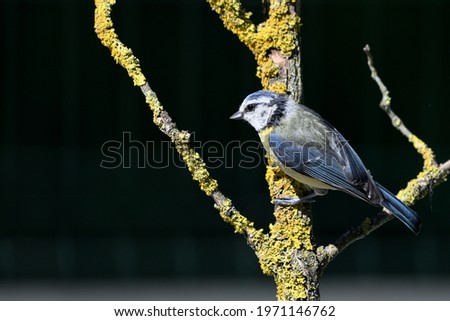 The Blue Tit (Cyanistes caeruleus or Parus caeruleus) is a small passerine bird in the tit family Paridae. The bird is easily recognisable by its blue and yellow plumage.
