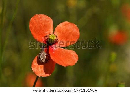 Poppy flower with snail walking around