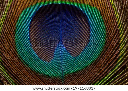 Macro peacock feather,Close up of a Peacock feather filling the frame