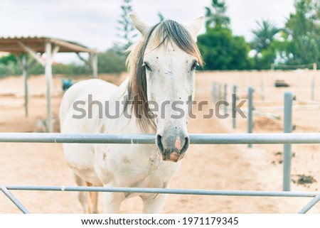 Adorable horse at the farm.