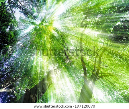 Young Fresh Green Leaves Royalty-Free Stock Photo #197120090