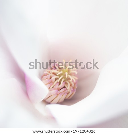 Magnolia flower blossom, macro view zoom inside .