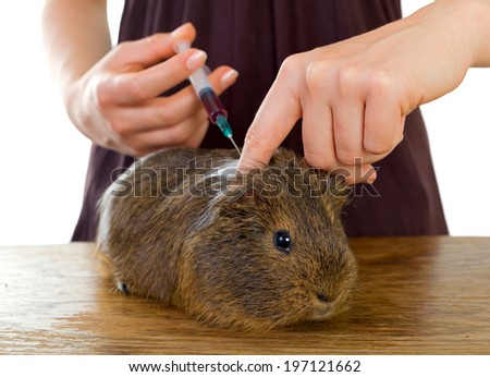 Picture of a female hand holding a guinea pig