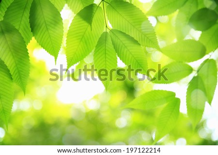 An Image of Verdure Royalty-Free Stock Photo #197122214