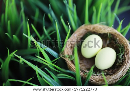 Bird's nest with eggs. Willow branches first greens. Easter background. Palm Sunday. Christian holiday. Spring background.
