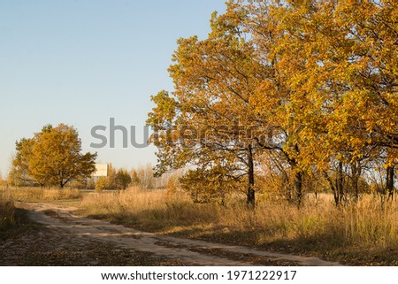 autumn trees with yellow gold foliage on the background of the road