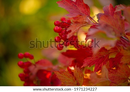 blurry photo, shallow depth of field. Autumn red viburnum,  Its modern classification is based on molecular phylogeny. It was previously included in the Honeysuckle family Caprifoliaceae.