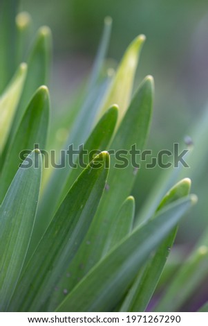 Green leaves of narcissus flowers in springtime macro photography. Young juicy foliage of garden daffodils close-up photography.