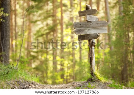 Wooden track pointer on the road in the woods sunny summer day