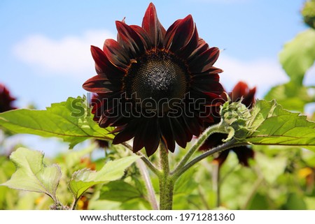 Moulin Rouge Sunflowers growing in a field. Yellow sunflower. Natural sunflower background. Beautiful sunflower. Landscape with sunflowers. Sunflower field.  Royalty-Free Stock Photo #1971281360