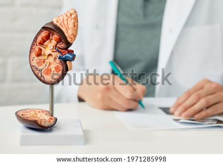 Kidney health concept. Close-up, anatomical model of human kidney on doctor table at urology Royalty-Free Stock Photo #1971285998