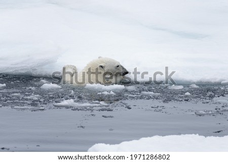 Polar bear's (Ursus maritimus) swimming in Arctic sea close up