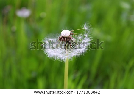 Taraxacum erythrospermum, known by the common name red-seeded dandelion, is a species of dandelion introduced to much of North America, but most commonly in the north. White flower in the garden