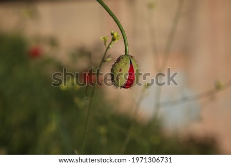
An interesting poppy flower in bloom with a bluish background