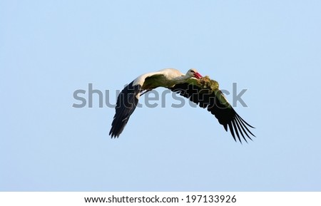 White stork in flight, against blue sky